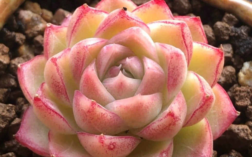 Succulent hotsell Echeveria Queen Rose