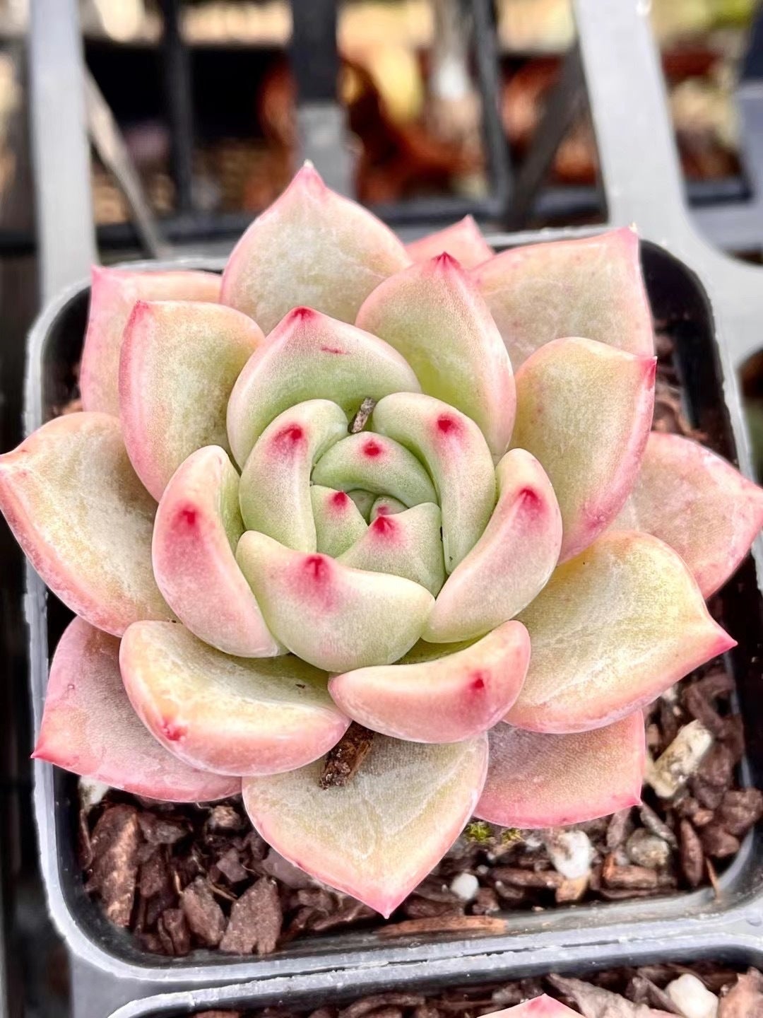 Echeveria Shallot Champagne 葱/夏洛特香槟in 7cm Pot | Pot Magic