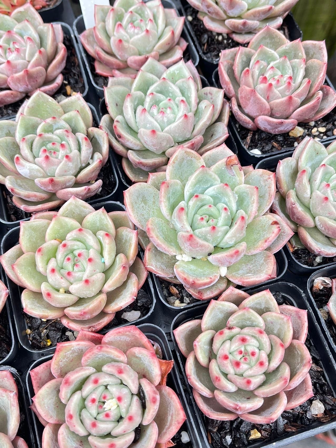 Echeveria Shallot Champagne 葱/夏洛特香槟in 7cm Pot | Pot Magic